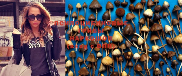 индика Алзамай